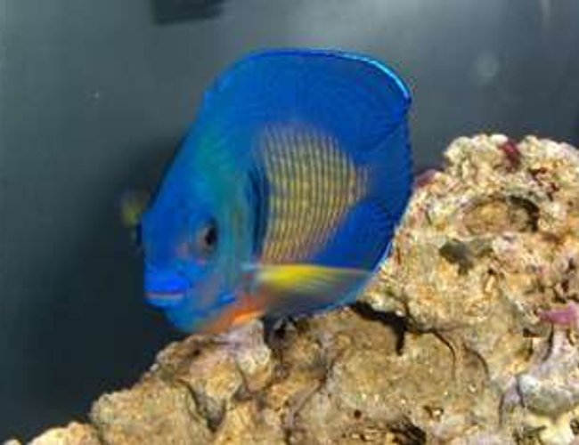 saltwater fish - centropyge bispinosa - coral beauty angelfish stocking in 14 gallons tank - Coral Beauty Angelfish saltwater fish - centropyge bispinosa - coral beauty angelfish stocking in 14 gallons tank - Coral Beauty Angelfish