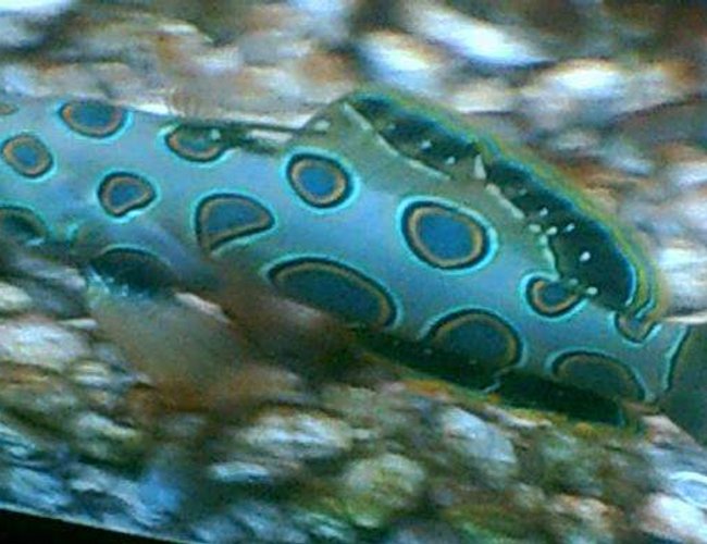 saltwater fish - synchiropus picturatus - spotted mandarin stocking in 75 gallons tank - green mandarin dragonet saltwater fish - synchiropus picturatus - spotted mandarin stocking in 75 gallons tank - green mandarin dragonet