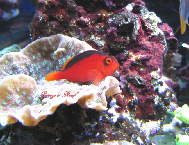 saltwater fish - neocirrhitus armatus - flame hawkfish stocking in 100 gallons tank - Neocirrhites Armatus 2 saltwater fish - neocirrhitus armatus - flame hawkfish stocking in 100 gallons tank - Neocirrhites Armatus 2