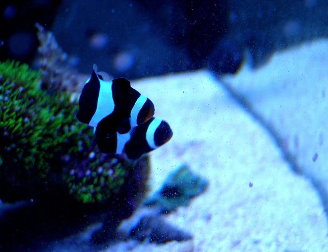 saltwater fish - amphiprion ocellaris var. - black and white ocellaris clownfish stocking in 46 gallons tank - Bonnie and Clyde, my Black and White False Percula Clown Fish saltwater fish - amphiprion ocellaris var. - black and white ocellaris clownfish stocking in 46 gallons tank - Bonnie and Clyde, my Black and White False Percula Clown Fish
