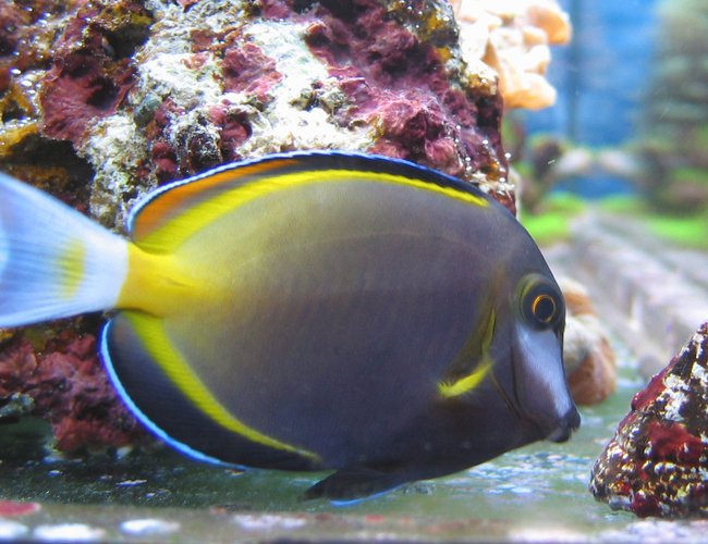saltwater fish - acanthurus japonicus - powder brown tang stocking in 100 gallons tank - Acanthurus Japonicus saltwater fish - acanthurus japonicus - powder brown tang stocking in 100 gallons tank - Acanthurus Japonicus