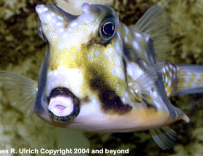 saltwater fish - lactoria cornuta - cowfish longhorn stocking in 150 gallons tank - This is a type of fish that I want to put in my tank saltwater fish - lactoria cornuta - cowfish longhorn stocking in 150 gallons tank - This is a type of fish that I want to put in my tank