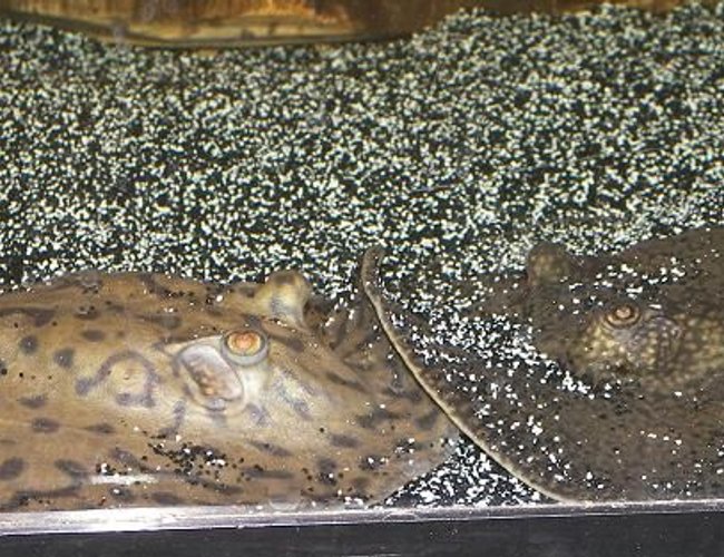 saltwater fish - urobatis halleri - round stingray stocking in 120 gallons tank - Stingrays Kissing. THIS IS FRESHWATER NOT SALTWATER, CHANGE IT BACK A-HOLE's saltwater fish - urobatis halleri - round stingray stocking in 120 gallons tank - Stingrays Kissing. THIS IS FRESHWATER NOT SALTWATER, CHANGE IT BACK A-HOLE's