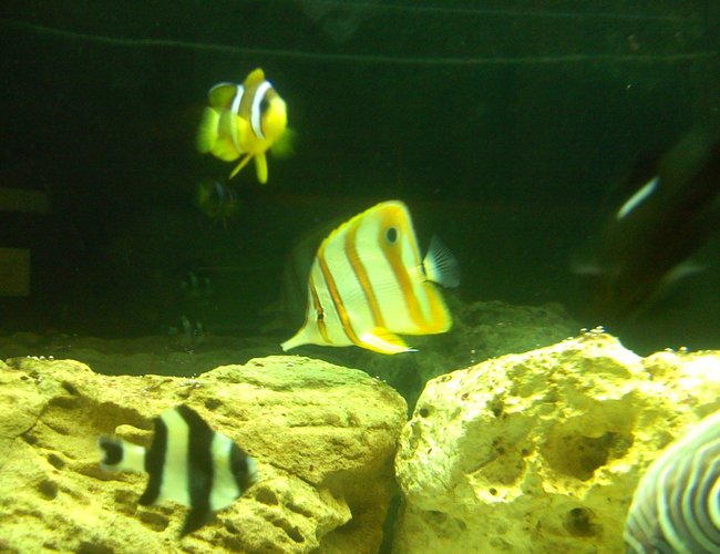saltwater fish - chelmon rostratus - copperband butterflyfish stocking in 125 gallons tank - Copper banded butterfly and clarki clown fish saltwater fish - chelmon rostratus - copperband butterflyfish stocking in 125 gallons tank - Copper banded butterfly and clarki clown fish