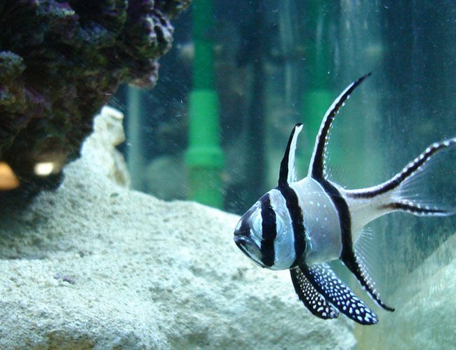 saltwater fish - pterapogon kauderni - kaudern's cardinal stocking in 82 gallons tank - Bengaii Cardinal saltwater fish - pterapogon kauderni - kaudern's cardinal stocking in 82 gallons tank - Bengaii Cardinal