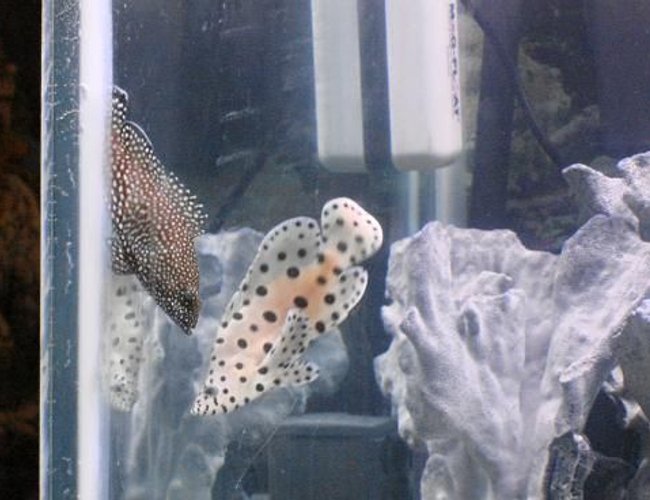 saltwater fish - cromileptes altivelis - panther grouper stocking in 125 gallons tank - the grouper saltwater fish - cromileptes altivelis - panther grouper stocking in 125 gallons tank - the grouper