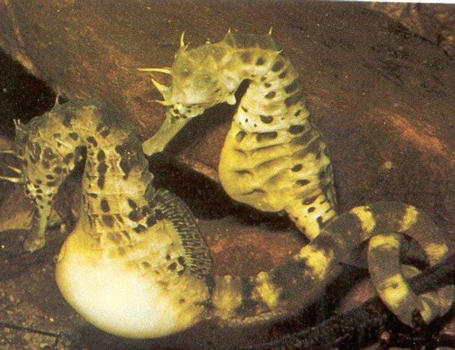 saltwater fish - hippocampus reidi - brazilian reidi seahorse stocking in 100 gallons tank - My babies saltwater fish - hippocampus reidi - brazilian reidi seahorse stocking in 100 gallons tank - My babies