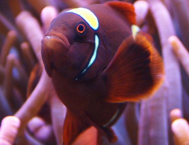 saltwater fish - premnas biaculeatus - yellowstripe maroon clownfish stocking in 65 gallons tank - Gold Stripe Maroon saltwater fish - premnas biaculeatus - yellowstripe maroon clownfish stocking in 65 gallons tank - Gold Stripe Maroon