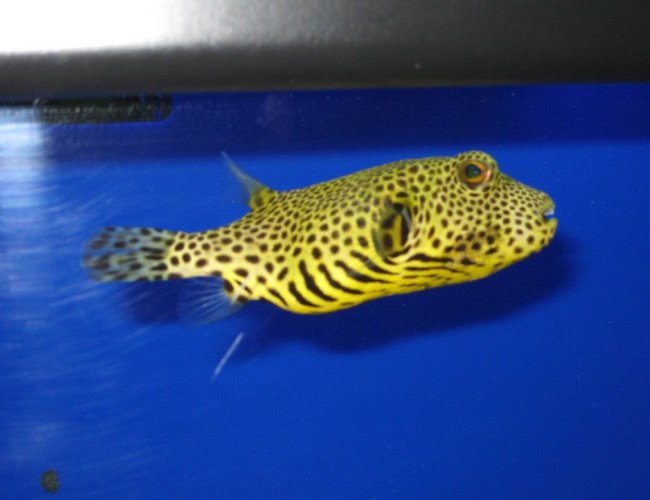 saltwater fish - arothron nigropunctatus - arothron dog face puffer stocking in 75 gallons tank - Dog Face Puffer saltwater fish - arothron nigropunctatus - arothron dog face puffer stocking in 75 gallons tank - Dog Face Puffer