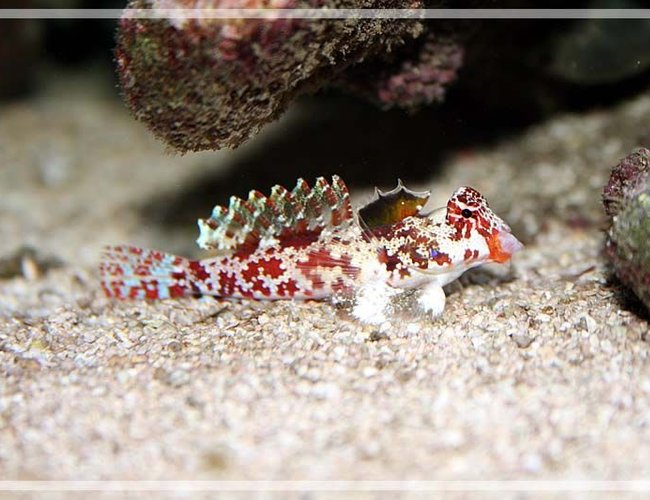 saltwater fish - synchiropus stellatus - scooter red blenny stocking in 35 gallons tank - Female Pink Scooter Blenny saltwater fish - synchiropus stellatus - scooter red blenny stocking in 35 gallons tank - Female Pink Scooter Blenny
