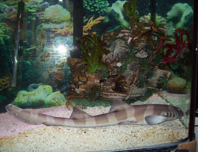 saltwater fish - chiloscyllium punctatum - cat shark, black banded stocking in 90 gallons tank - banded shark saltwater fish - chiloscyllium punctatum - cat shark, black banded stocking in 90 gallons tank - banded shark