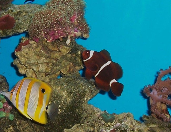 saltwater fish - chelmon rostratus - copperband butterflyfish stocking in 55 gallons tank - Some of my Fish saltwater fish - chelmon rostratus - copperband butterflyfish stocking in 55 gallons tank - Some of my Fish