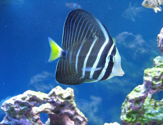 saltwater fish - zebrasoma veliferum - sailfin tang stocking in 37 gallons tank - Red sea sailfin tang saltwater fish - zebrasoma veliferum - sailfin tang stocking in 37 gallons tank - Red sea sailfin tang