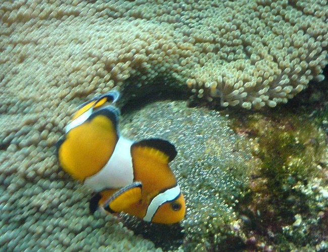 saltwater fish - amphiprion percula - true percula clownfish stocking in 500 gallons tank - Clown fish with a carpet anenomae and her unhatched eggs. saltwater fish - amphiprion percula - true percula clownfish stocking in 500 gallons tank - Clown fish with a carpet anenomae and her unhatched eggs.