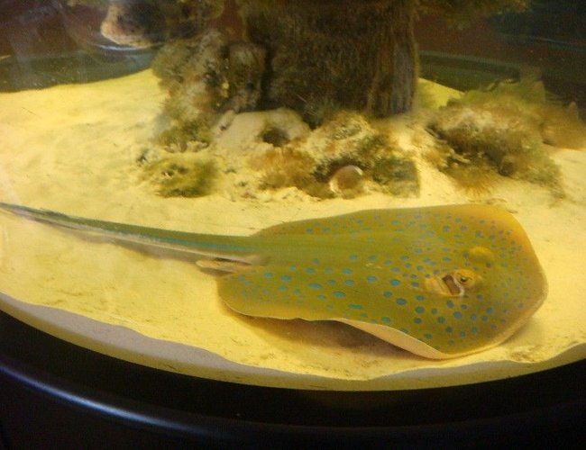 saltwater fish - taeniura lymma - blue dot stingray stocking in 500 gallons tank - Blue spot sting ray approx. 36 inches long saltwater fish - taeniura lymma - blue dot stingray stocking in 500 gallons tank - Blue spot sting ray approx. 36 inches long