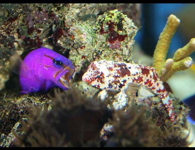 saltwater fish - gramma loreto - royal gramma basslet stocking in 35 gallons tank - Royal Grammar defending his cave from Scooter Blenny saltwater fish - gramma loreto - royal gramma basslet stocking in 35 gallons tank - Royal Grammar defending his cave from Scooter Blenny