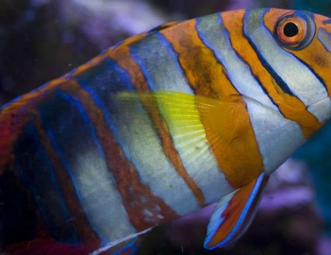 saltwater fish - choerodon fasciatus - harlequin tusk stocking in 400 gallons tank - Australian Harlequin Tuskfish saltwater fish - choerodon fasciatus - harlequin tusk stocking in 400 gallons tank - Australian Harlequin Tuskfish