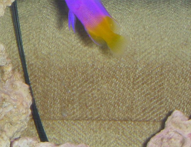 saltwater fish - gramma loreto - royal gramma basslet stocking in 55 gallons tank - Athena, My royal gramma saltwater fish - gramma loreto - royal gramma basslet stocking in 55 gallons tank - Athena, My royal gramma
