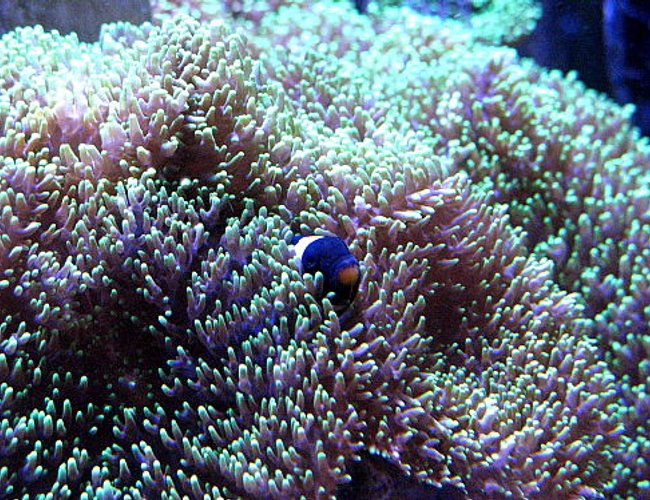 saltwater fish - amphiprion ocellaris var. - black and white ocellaris clownfish stocking in 120 gallons tank - blackie saltwater fish - amphiprion ocellaris var. - black and white ocellaris clownfish stocking in 120 gallons tank - blackie