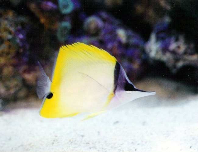 saltwater fish - forcipiger flavissimus - yellow longnose butterflyfish stocking in 40 gallons tank - Longnose butterfly saltwater fish - forcipiger flavissimus - yellow longnose butterflyfish stocking in 40 gallons tank - Longnose butterfly