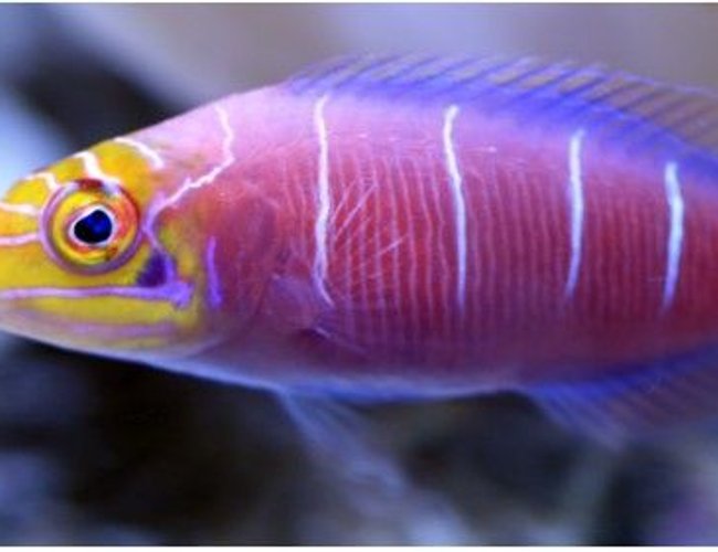 saltwater fish - pseudocheilinus ocellatus - mystery wrasse stocking in 500 gallons tank - Latin Name Pseudocheilinus ocellatus
Common Name Mystery Wrasse saltwater fish - pseudocheilinus ocellatus - mystery wrasse stocking in 500 gallons tank - Latin Name Pseudocheilinus ocellatus
Common Name Mystery Wrasse