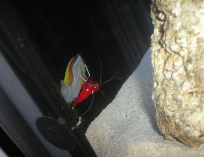 saltwater fish - acanthurus japonicus - powder brown tang stocking in 100 gallons tank - Shrimp Cleaning My Powdered Brown Tang saltwater fish - acanthurus japonicus - powder brown tang stocking in 100 gallons tank - Shrimp Cleaning My Powdered Brown Tang