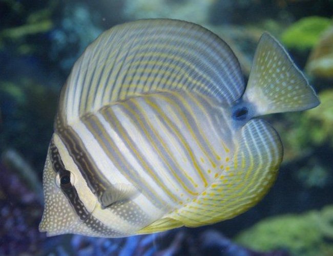 saltwater fish - zebrasoma desjardini - sailfin tang, desjardini stocking in 140 gallons tank - sailfin tang saltwater fish - zebrasoma desjardini - sailfin tang, desjardini stocking in 140 gallons tank - sailfin tang