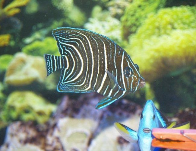 saltwater fish - pomacanthus semicirculatus - koran angelfish stocking in 140 gallons tank - koran angel saltwater fish - pomacanthus semicirculatus - koran angelfish stocking in 140 gallons tank - koran angel