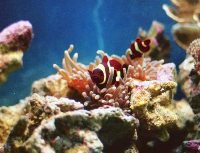 saltwater fish - premnas biaculeatus - yellowstripe maroon clownfish stocking in 60 gallons tank - My mated gold stripe maroon clowns and their bubble tip anemone! saltwater fish - premnas biaculeatus - yellowstripe maroon clownfish stocking in 60 gallons tank - My mated gold stripe maroon clowns and their bubble tip anemone!
