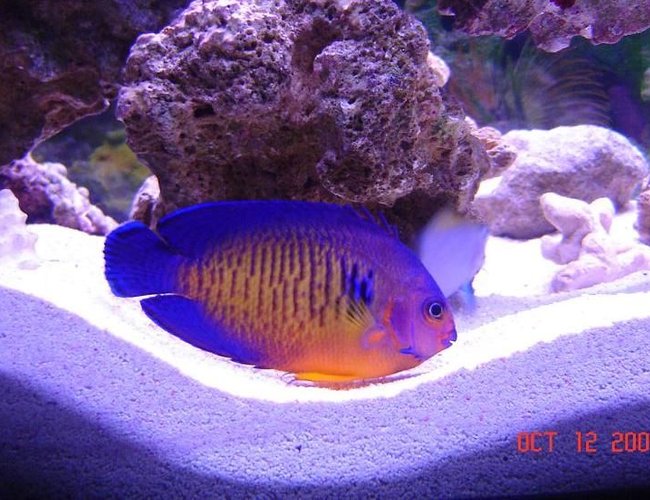 saltwater fish - centropyge bispinosa - coral beauty angelfish stocking in 75 gallons tank - My Coral Beauty saltwater fish - centropyge bispinosa - coral beauty angelfish stocking in 75 gallons tank - My Coral Beauty