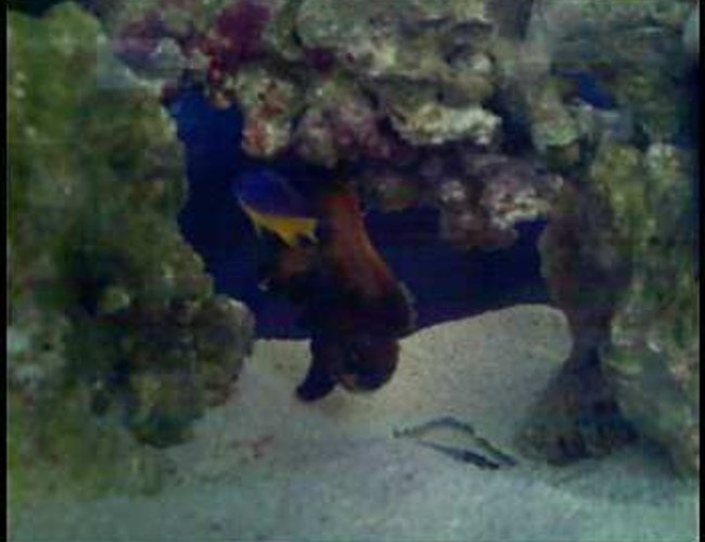 saltwater fish - chrysyptera taupou - fiji blue devil damselfish stocking in 10 gallons tank - bob and tommy saltwater fish - chrysyptera taupou - fiji blue devil damselfish stocking in 10 gallons tank - bob and tommy