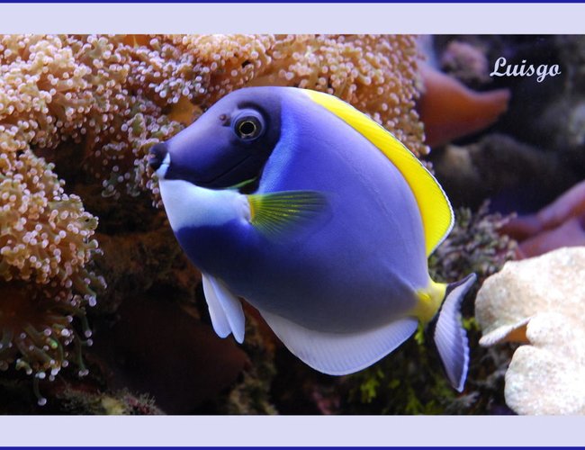 saltwater fish - acanthurus leucosternon - powder blue tang stocking in 125 gallons tank - Powder Blue Tang in my 125 gallons reef saltwater fish - acanthurus leucosternon - powder blue tang stocking in 125 gallons tank - Powder Blue Tang in my 125 gallons reef