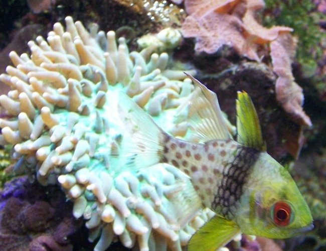saltwater fish - sphaeramia nematoptera - spotted cardinalfish stocking in 46 gallons tank - Pajama cardinal saltwater fish - sphaeramia nematoptera - spotted cardinalfish stocking in 46 gallons tank - Pajama cardinal