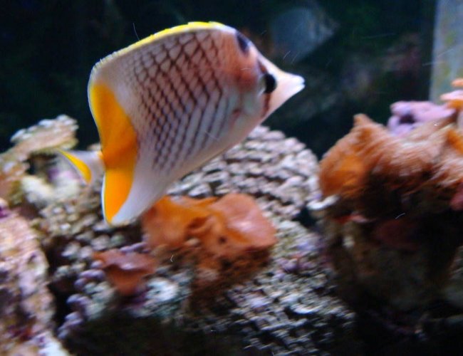 saltwater fish - chaetodon xanthurus - pearlscale butterfly stocking in 150 gallons tank - Butterfly Fish saltwater fish - chaetodon xanthurus - pearlscale butterfly stocking in 150 gallons tank - Butterfly Fish