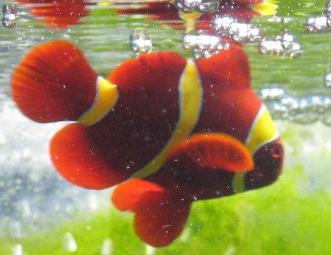 saltwater fish - premnas biaculeatus - yellowstripe maroon clownfish stocking in 72 gallons tank - gold marroon suntanning saltwater fish - premnas biaculeatus - yellowstripe maroon clownfish stocking in 72 gallons tank - gold marroon suntanning