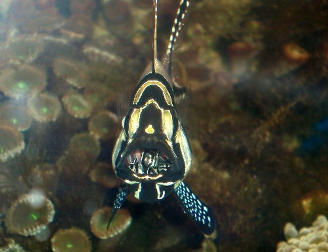 saltwater fish - pterapogon kauderni - kaudern's cardinal stocking in 90 gallons tank - Cardinalfish with newly hatched babies in the mouth. saltwater fish - pterapogon kauderni - kaudern's cardinal stocking in 90 gallons tank - Cardinalfish with newly hatched babies in the mouth.