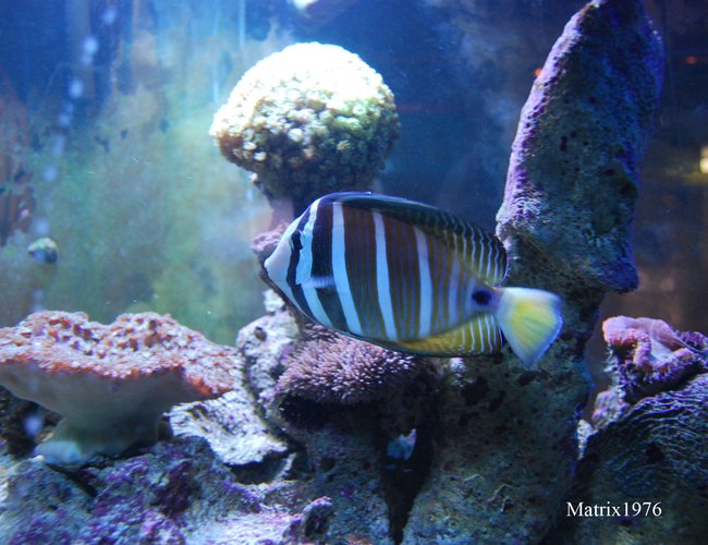 saltwater fish - zebrasoma veliferum - sailfin tang stocking in 280 gallons tank - Sailfin Tang saltwater fish - zebrasoma veliferum - sailfin tang stocking in 280 gallons tank - Sailfin Tang
