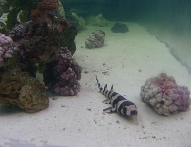 saltwater fish - chiloscyllium punctatum - cat shark, black banded stocking in 450 gallons tank - My baby shark finally made it to the 500 gal. she is so pretty posing for the camera..... saltwater fish - chiloscyllium punctatum - cat shark, black banded stocking in 450 gallons tank - My baby shark finally made it to the 500 gal. she is so pretty posing for the camera.....