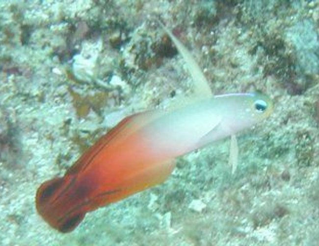 saltwater fish - nemateleotris magnifica - firefish stocking in 55 gallons tank - Firefish Goby saltwater fish - nemateleotris magnifica - firefish stocking in 55 gallons tank - Firefish Goby