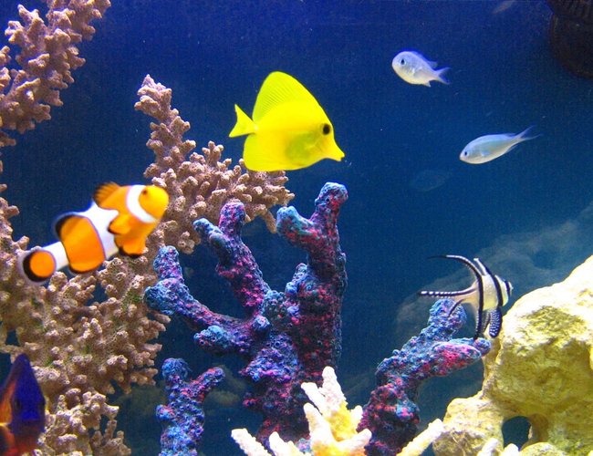saltwater fish - zebrasoma flavescens - yellow tang - hawaii stocking in 105 gallons tank - Amphiprion Ocellaris-Zebrasoma Flavescens-Chromis Viridis-Apogon Kauderni saltwater fish - zebrasoma flavescens - yellow tang - hawaii stocking in 105 gallons tank - Amphiprion Ocellaris-Zebrasoma Flavescens-Chromis Viridis-Apogon Kauderni
