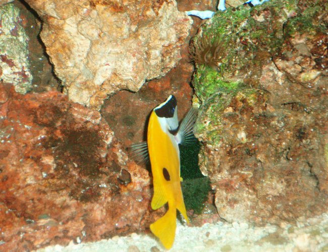 saltwater fish - siganus unimaculatus - one spot foxface stocking in 75 gallons tank - Our Foxface saltwater fish - siganus unimaculatus - one spot foxface stocking in 75 gallons tank - Our Foxface
