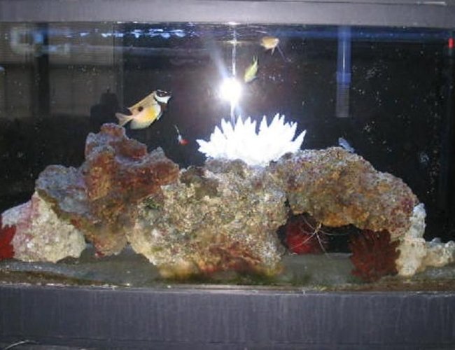 saltwater fish - siganus unimaculatus - one spot foxface stocking in 55 gallons tank - Updated my 55g with more live rock and new fish. saltwater fish - siganus unimaculatus - one spot foxface stocking in 55 gallons tank - Updated my 55g with more live rock and new fish.