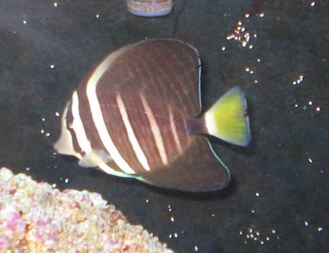 saltwater fish - zebrasoma veliferum - sailfin tang stocking in 55 gallons tank - Sailfin Tang saltwater fish - zebrasoma veliferum - sailfin tang stocking in 55 gallons tank - Sailfin Tang