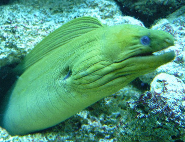 saltwater fish - gymnothorax funebris - green eel stocking in 110 gallons tank - Greeny saltwater fish - gymnothorax funebris - green eel stocking in 110 gallons tank - Greeny