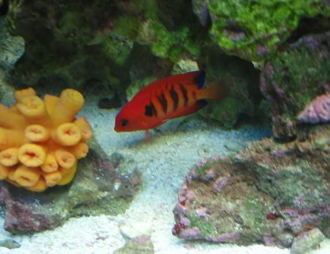saltwater fish - centropyge loriculus - flame angelfish stocking in 37 gallons tank - Flame saltwater fish - centropyge loriculus - flame angelfish stocking in 37 gallons tank - Flame