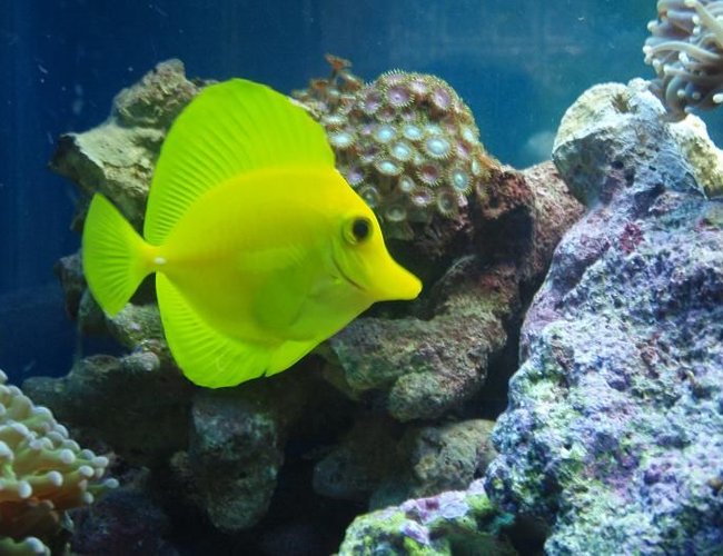 saltwater fish - zebrasoma flavescens - yellow tang - hawaii stocking in 37 gallons tank - yellow tang saltwater fish - zebrasoma flavescens - yellow tang - hawaii stocking in 37 gallons tank - yellow tang