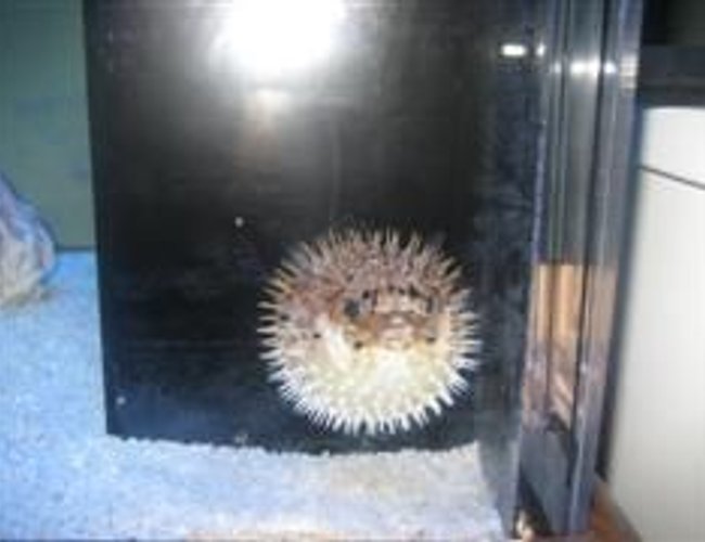 saltwater fish - diodon holocanthus - porcupine puffer stocking in 157 gallons tank - UPSET saltwater fish - diodon holocanthus - porcupine puffer stocking in 157 gallons tank - UPSET