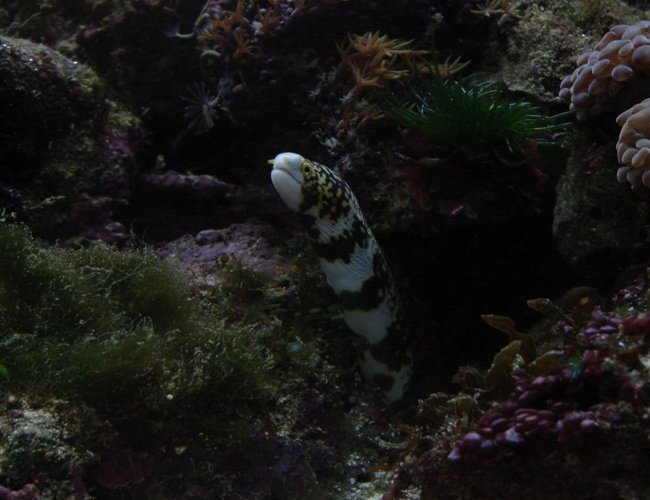 saltwater fish - echidna nebulosa - snowflake eel stocking in 29 gallons tank - Snowflake Eel saltwater fish - echidna nebulosa - snowflake eel stocking in 29 gallons tank - Snowflake Eel