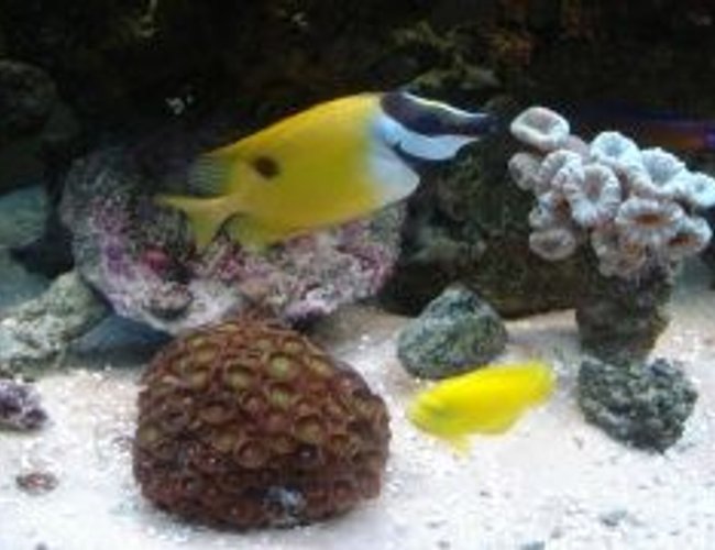 saltwater fish - siganus unimaculatus - one spot foxface stocking in 46 gallons tank - Fox face, angel and corals saltwater fish - siganus unimaculatus - one spot foxface stocking in 46 gallons tank - Fox face, angel and corals