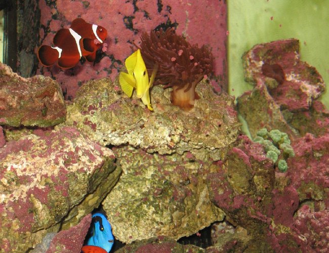 saltwater fish - zebrasoma flavescens - yellow tang - hawaii stocking in 125 gallons tank - Blue Tang, Yellow Tang, Bubble Tip, Maroon Clown, Trumpet Coral, & Purple Mushroom saltwater fish - zebrasoma flavescens - yellow tang - hawaii stocking in 125 gallons tank - Blue Tang, Yellow Tang, Bubble Tip, Maroon Clown, Trumpet Coral, & Purple Mushroom